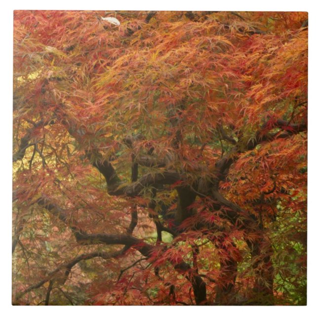 Japanese maple in fall colour tile (Front)