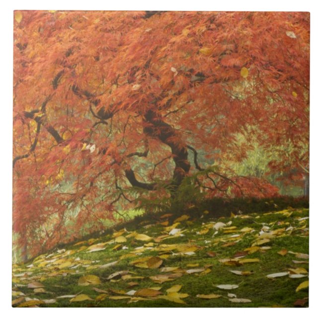 Japanese maple in fall colour tile (Front)