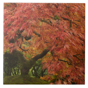 Japanese maple in fall colour tile