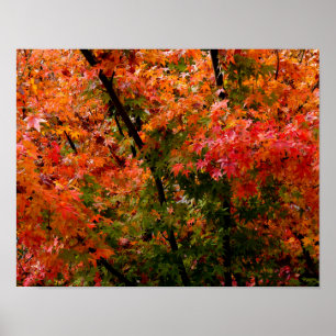 Japanese Maple in Fall Poster