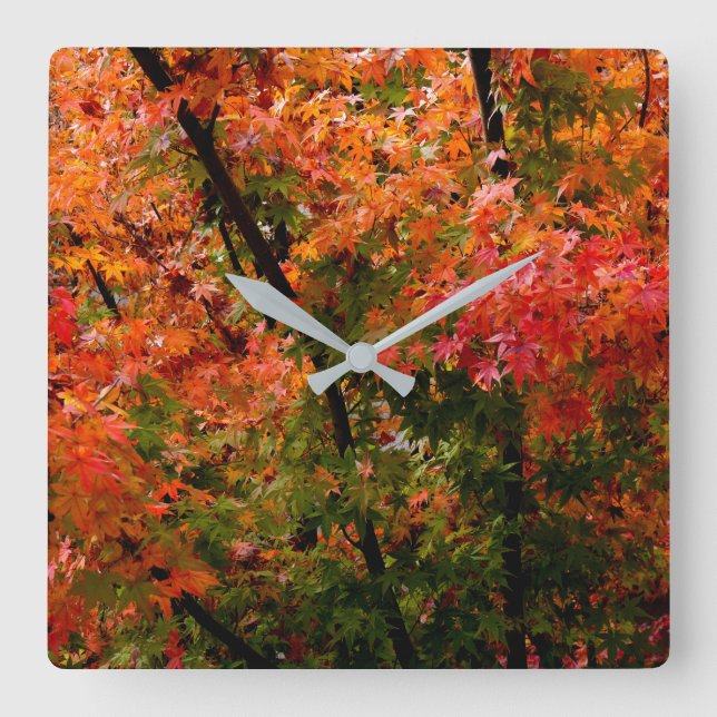 Japanese Maple in Fall Square Wall Clock (Front)