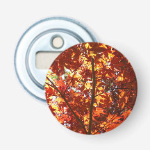 Japanese Maple in the Sun