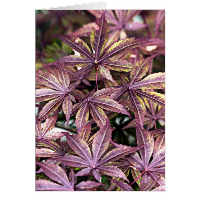 Japanese Maple Leaves (Front)