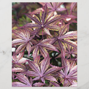 Japanese Maple Leaves