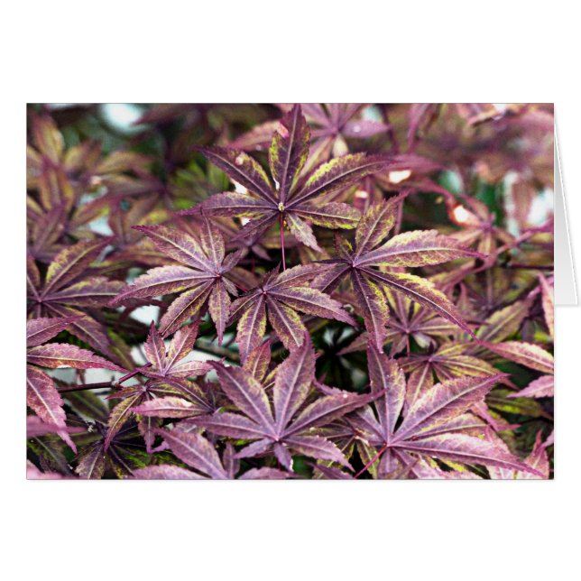 Japanese Maple Leaves (Front Horizontal)