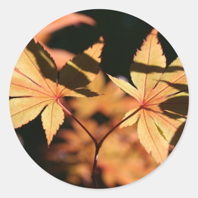 Japanese Maple Leaves 1 Autumn Colours Classic Round Sticker (Front)