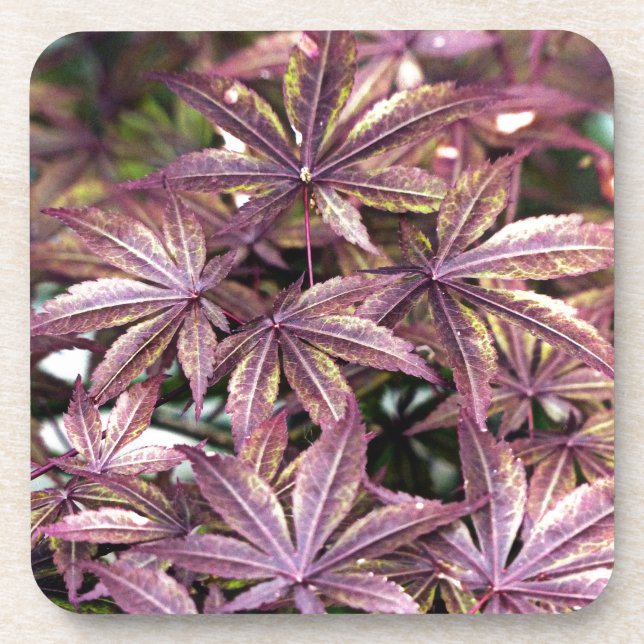 Japanese Maple Leaves Coaster (Front)
