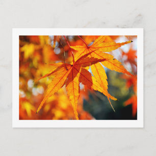 Japanese Maple Leaves in Autumn Postcard