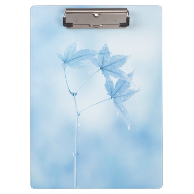 Japanese Maple Leaves in Blue Clipboard (Front)