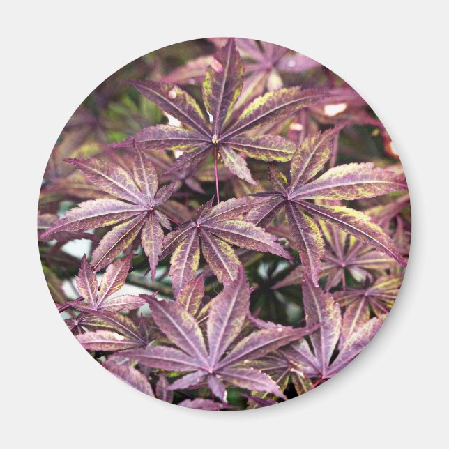 Japanese Maple Leaves Magnet (Front)