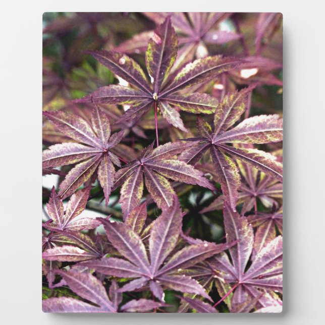 Japanese Maple Leaves Plaque (Front)