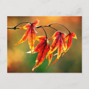 Japanese Maple Leaves Postcard