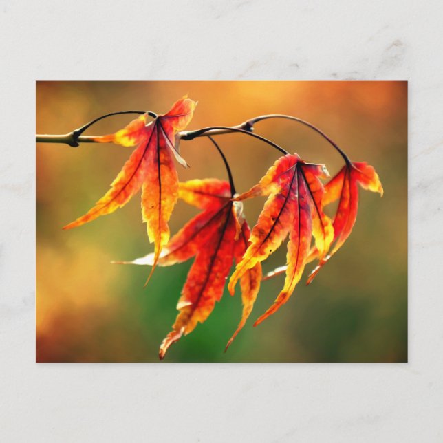 Japanese Maple Leaves   Postcard (Front)