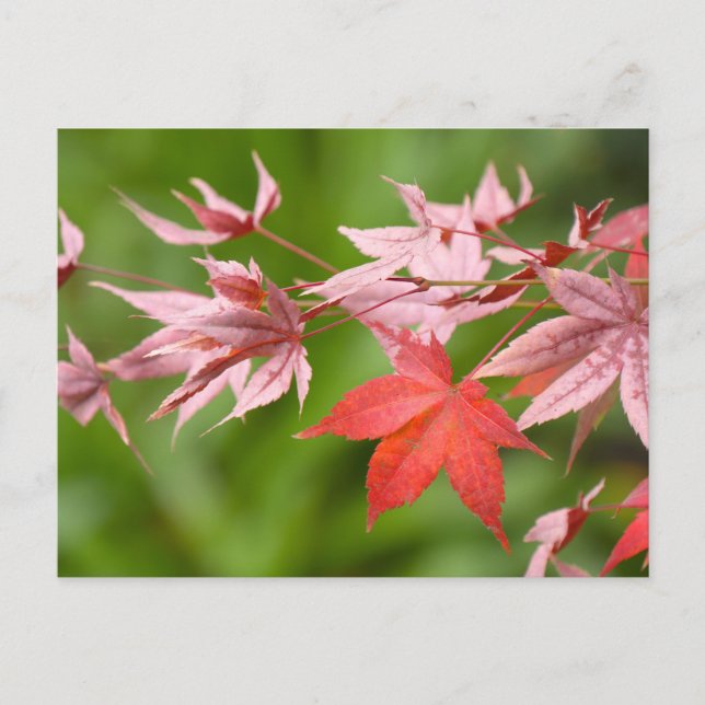 Japanese Maple Leaves Postcard (Front)
