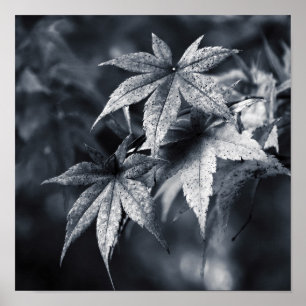 Japanese Maple Leaves Poster