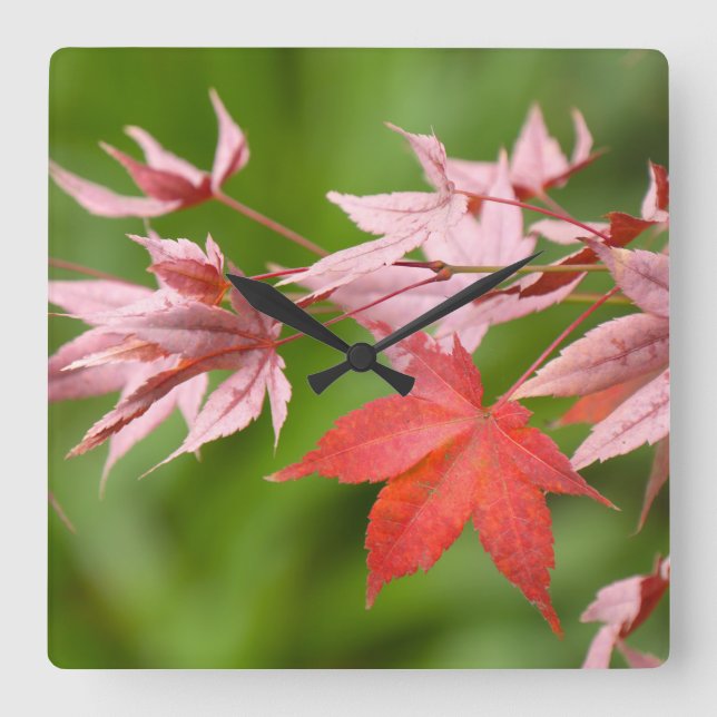 Japanese Maple Leaves Square Wall Clock (Front)