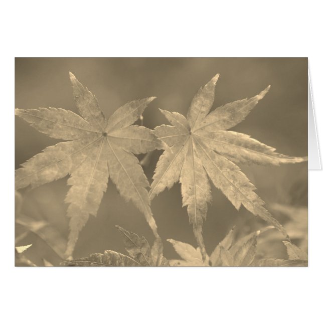 Japanese Maple Leaves Vintage Style (Front Horizontal)