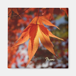 Japanese maple magnet