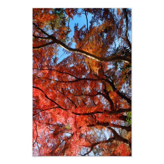 Japanese Maple Photo Print (Front)