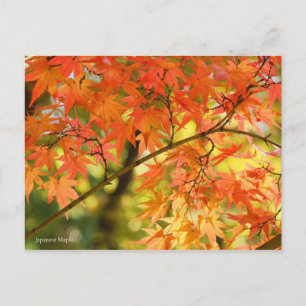 Japanese Maple:Postcard Postcard