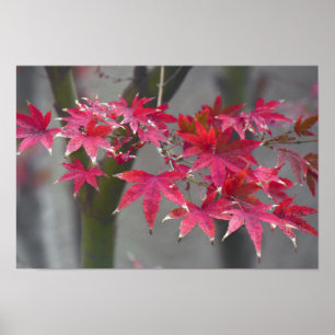 Japanese Maple Poster