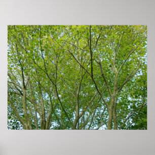 Japanese Maple Poster