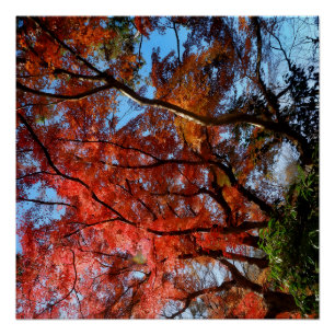 Japanese Maple Poster