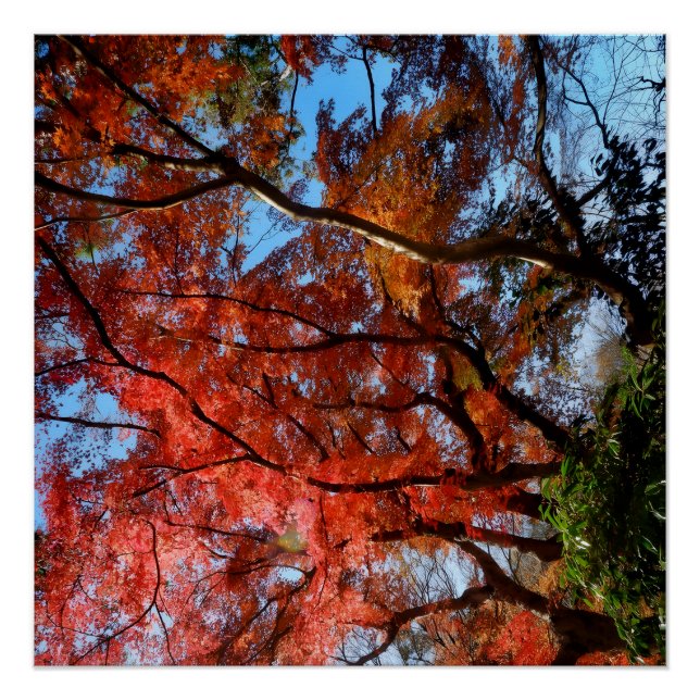 Japanese Maple Poster (Front)