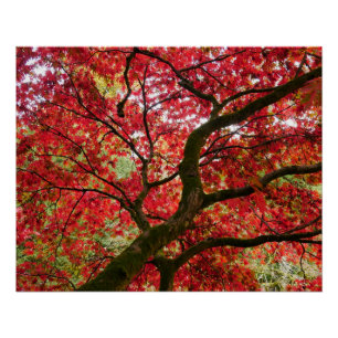 Japanese Maple Poster