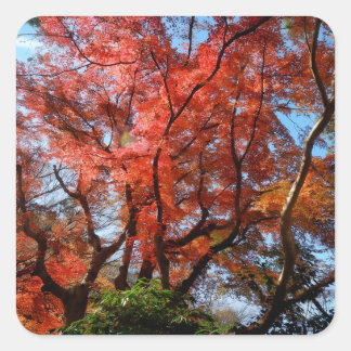 Japanese Maple Square Sticker