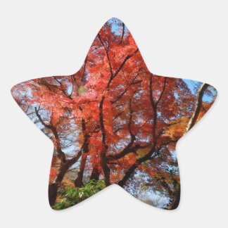 Japanese Maple Star Sticker