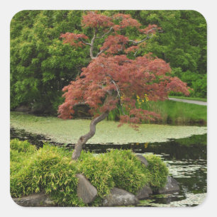 Japanese maple tree and garden pond square sticker