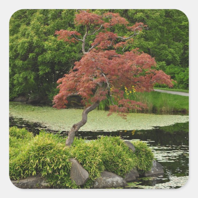 Japanese maple tree and garden pond square sticker (Front)
