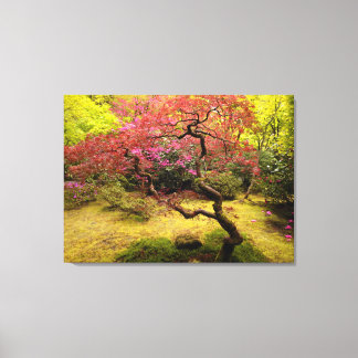 Japanese Maple Tree Canvas Print