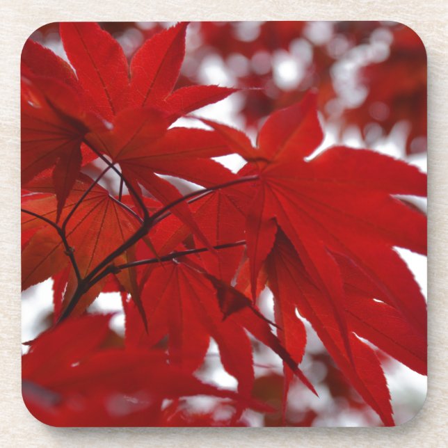 Japanese Maple Tree Coaster (Front)