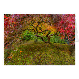 Japanese maple tree in autumn colour