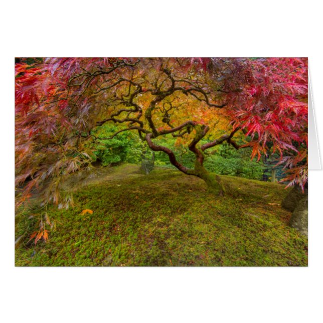 Japanese maple tree in autumn colour (Front Horizontal)
