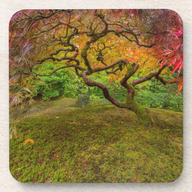 Japanese maple tree in autumn colour coaster (Front)