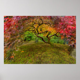 Japanese maple tree in autumn colour poster