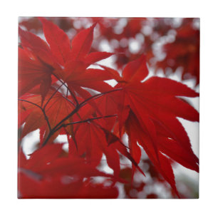 Japanese Maple Tree Tile
