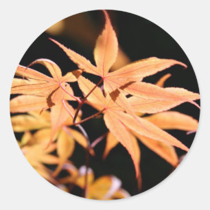 Japanese Maples 6 Sticker