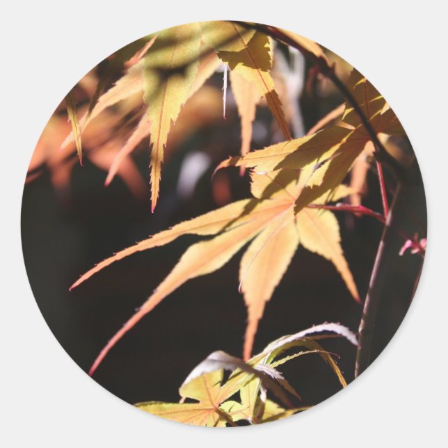 Japanese Maples 8 Round Sticker (Front)