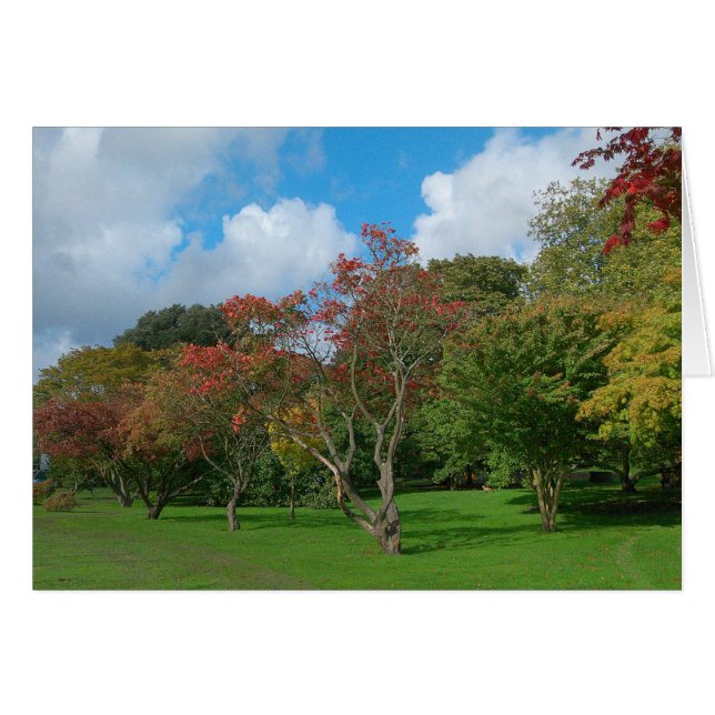 Japanese Maples, Bute Park, Cardiff. (Front Horizontal)
