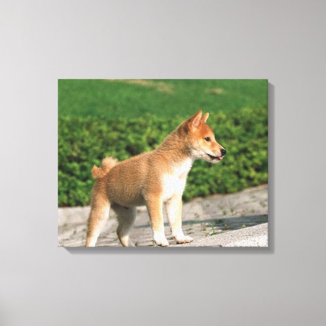 Japanese Midget Shiba 2 Canvas Print (Front)