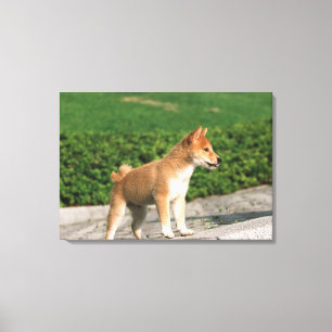 Japanese Midget Shiba 2 Canvas Print