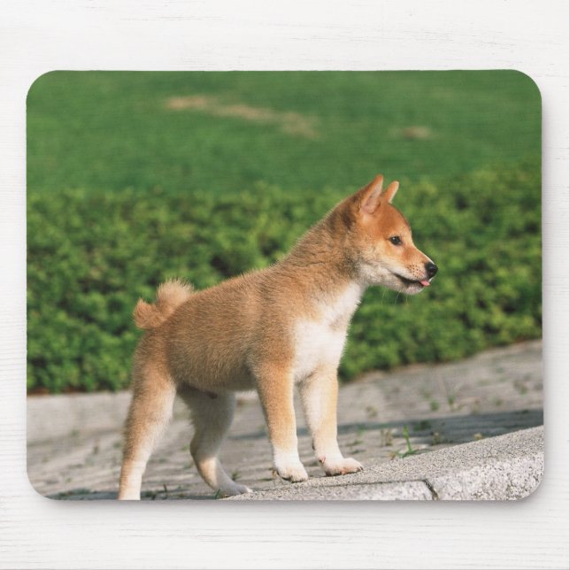Japanese Midget Shiba 2 Mouse Mat (Front)