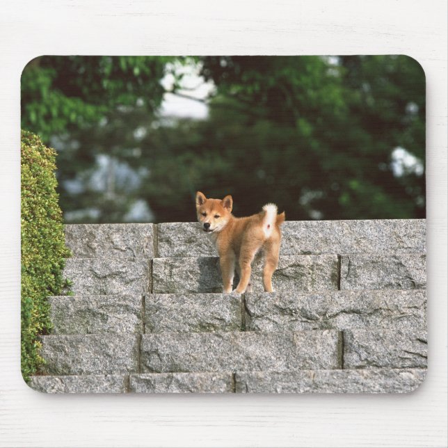 Japanese Midget Shiba 4 Mouse Mat (Front)