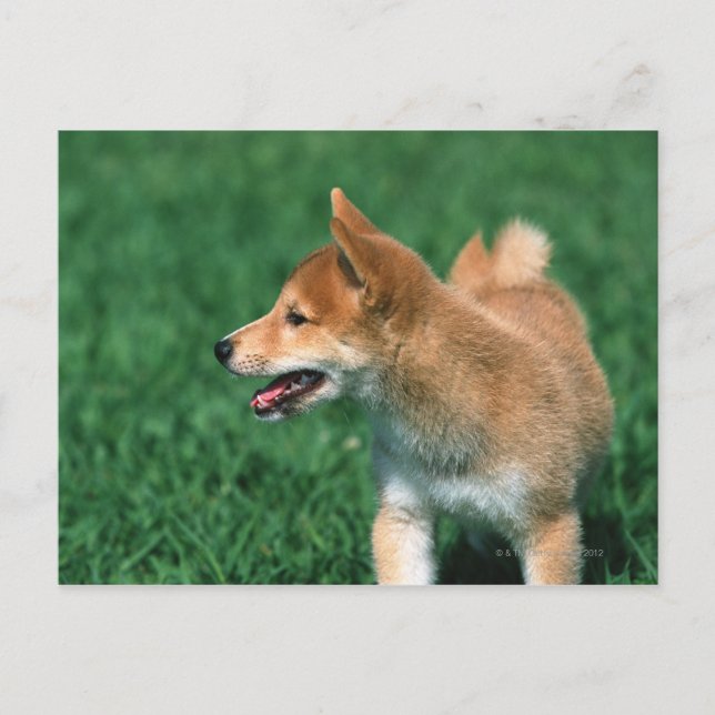 Japanese Midget Shiba Postcard (Front)