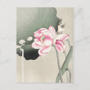 Japanese painting by ohara koson,vintage小原古邨の日本画 postcard