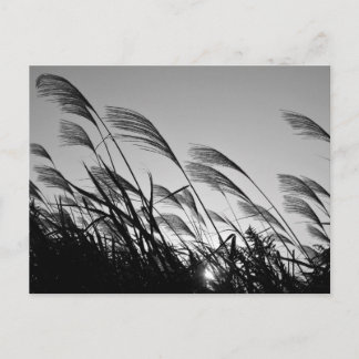 Japanese Pampas Grass Postcard